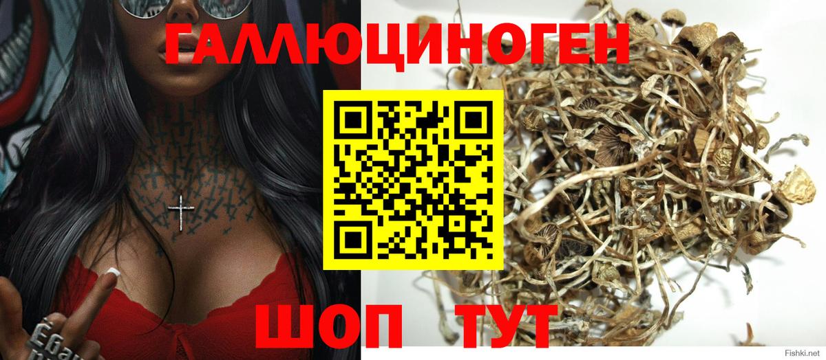 где купить наркотик  Галлюциногенные грибы прущие грибы  Вход с VPN  Ногинск 