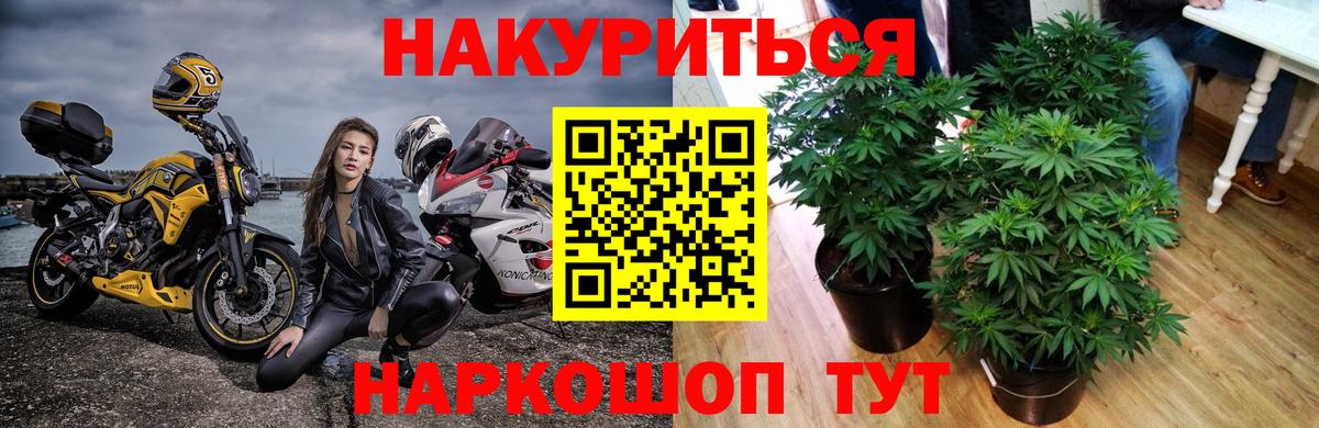 Шишки марихуана семена Ногинск